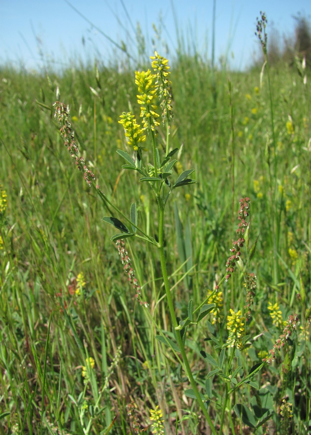 Image of Melilotus indicus specimen.