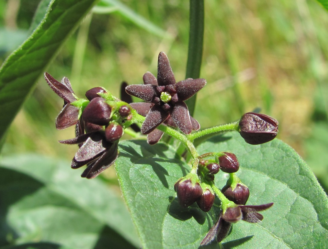 Изображение особи Vincetoxicum scandens.