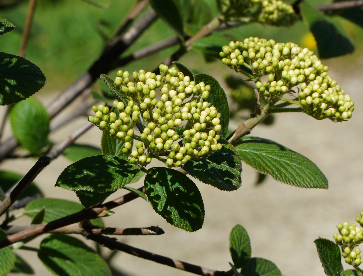 Image of Viburnum lantana specimen.