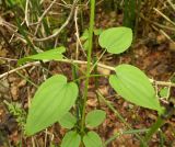 Смотреть изображение Rubia cordifolia