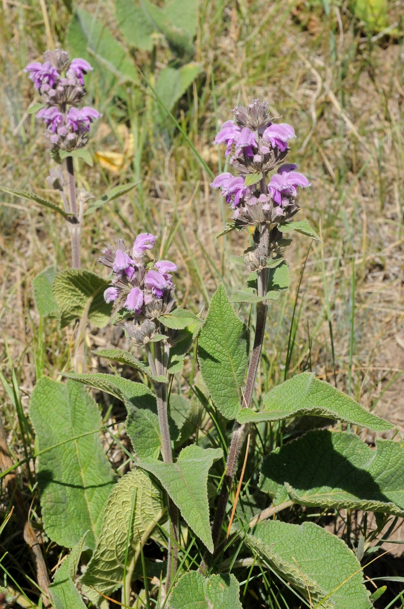 Image of Phlomoides pratensis specimen.