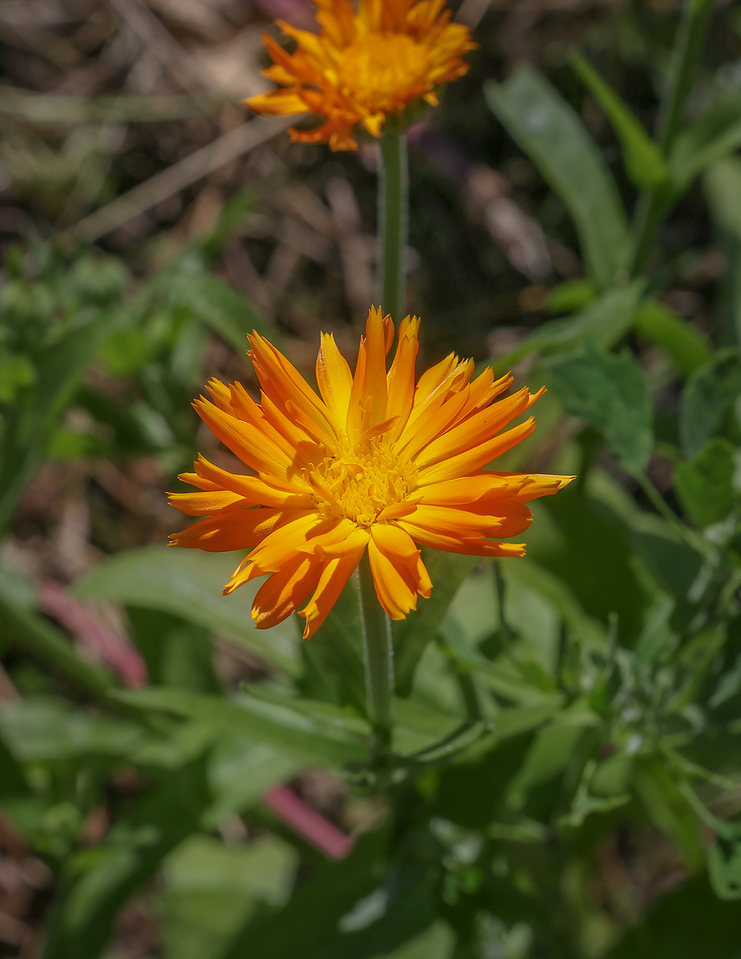 Image of Calendula officinalis specimen.