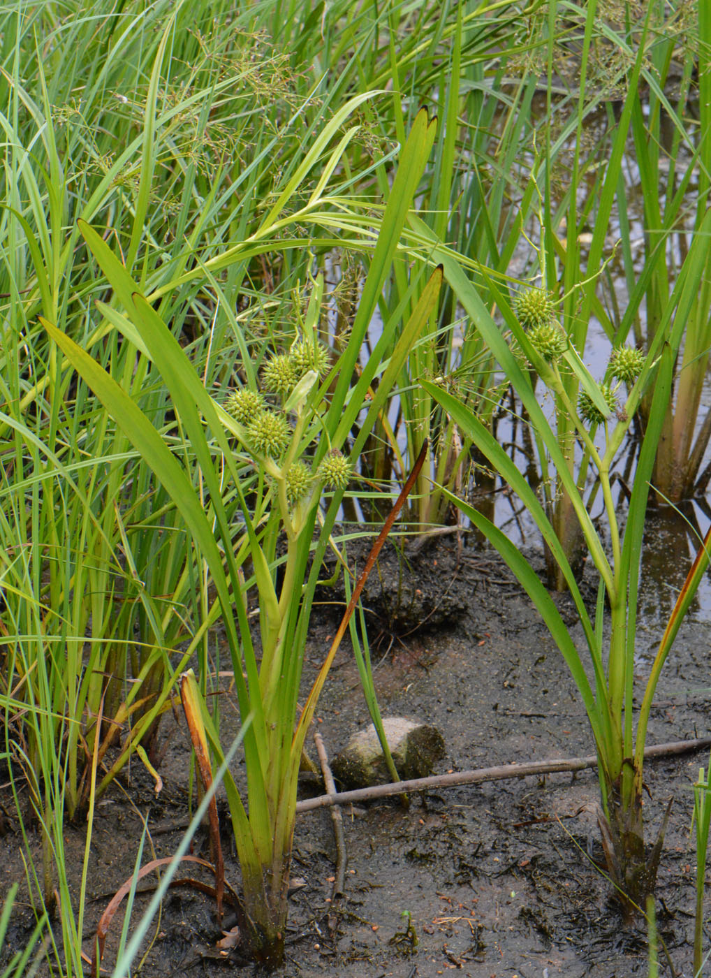 Image of Sparganium erectum specimen.