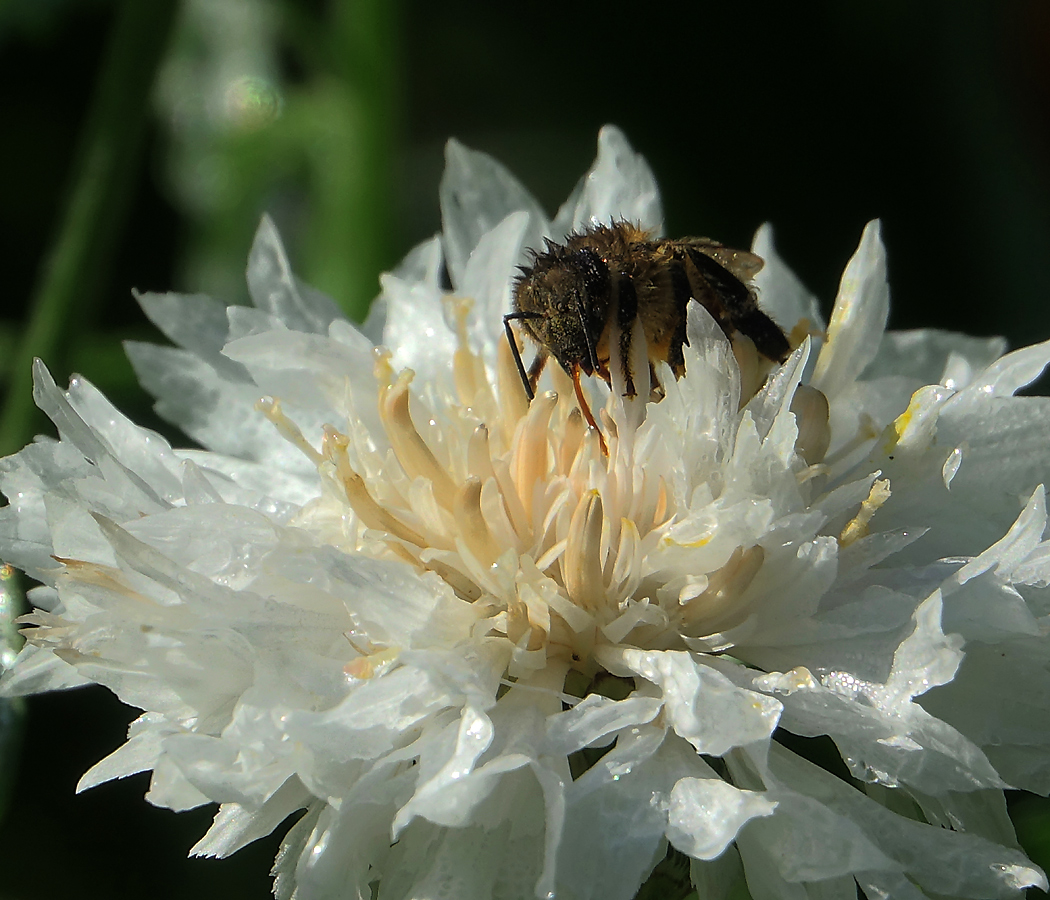 Image of Centaurea cyanus specimen.