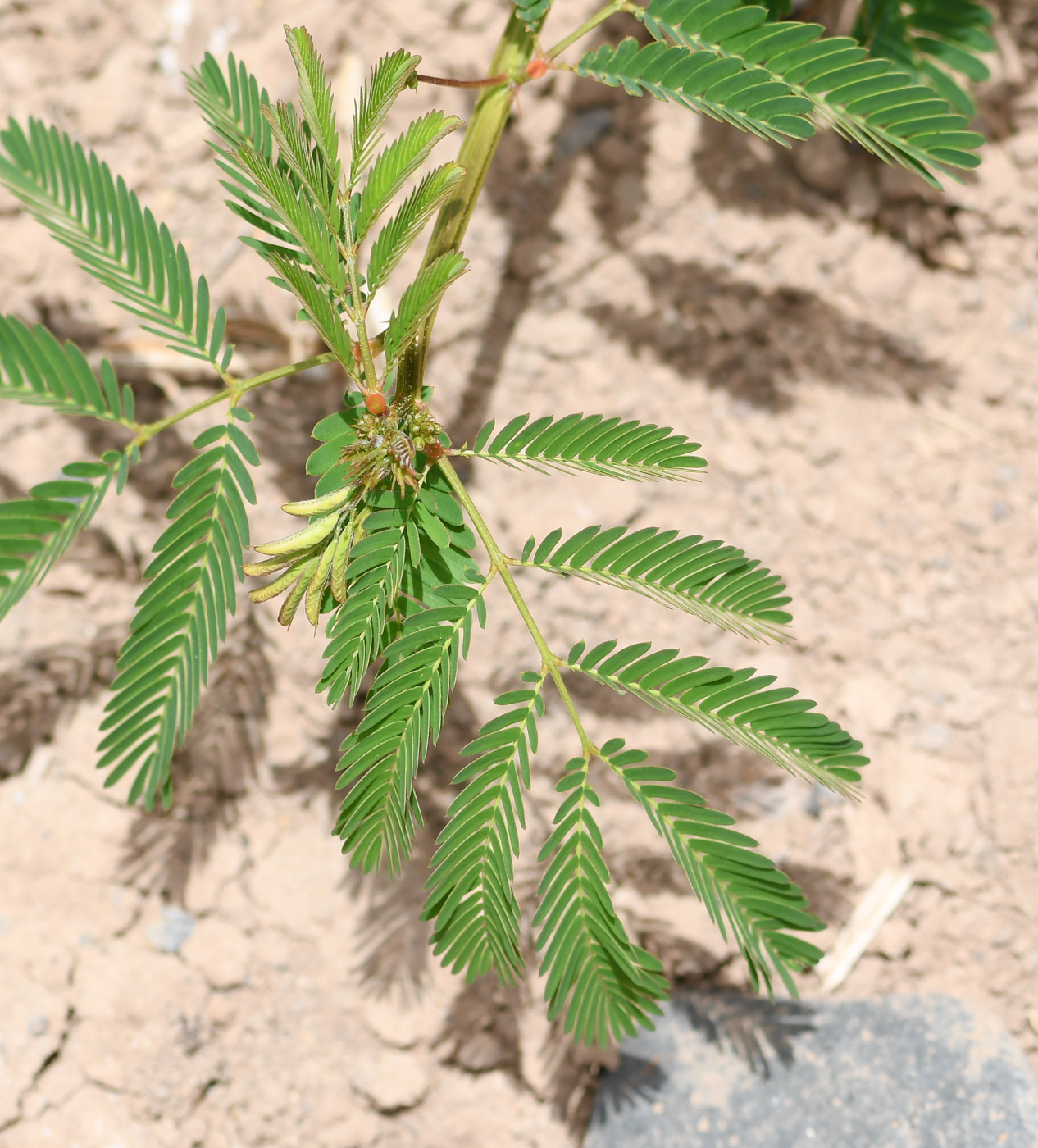 Изображение особи Desmanthus pernambucanus.