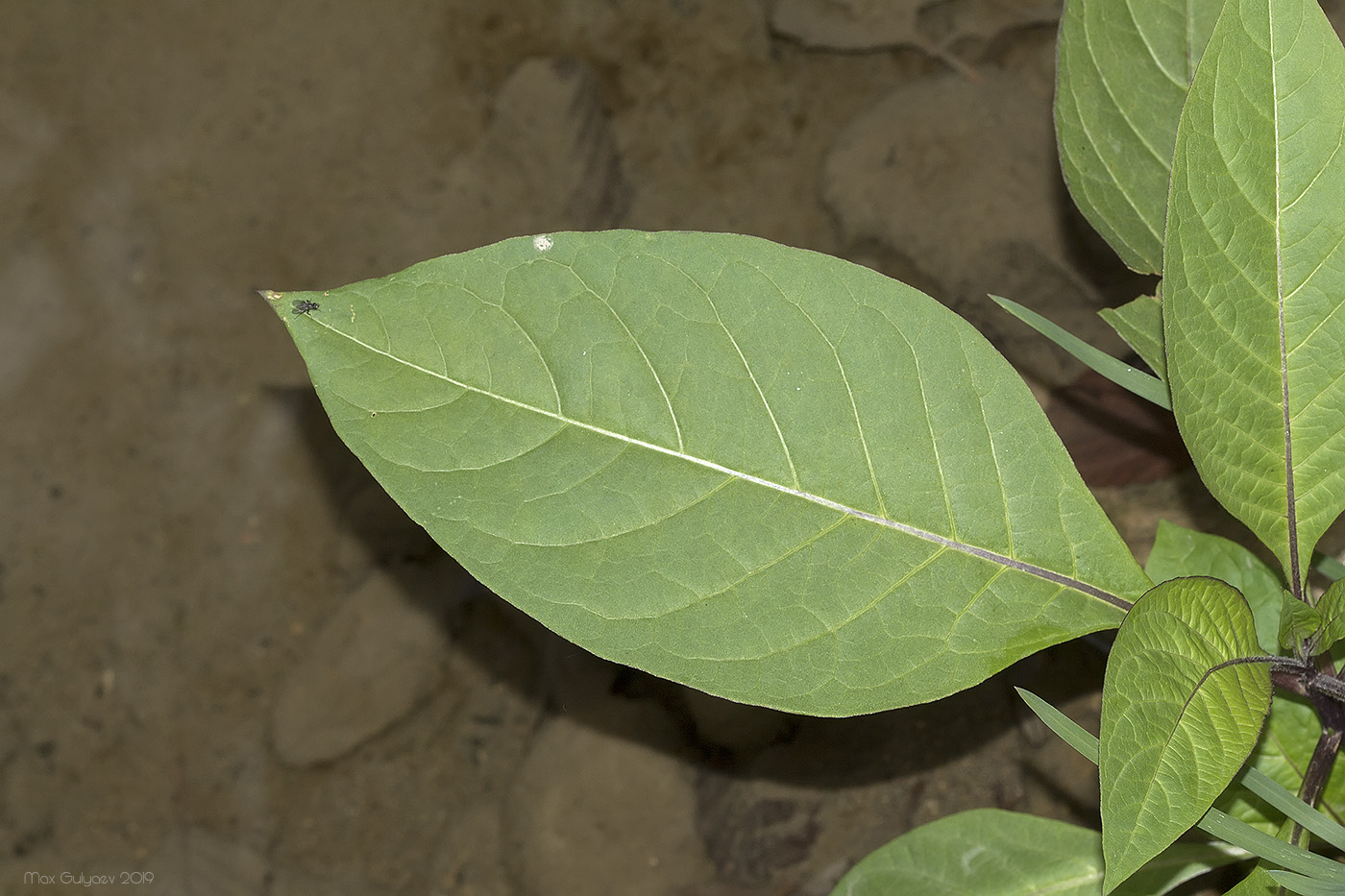 Image of Atropa bella-donna specimen.