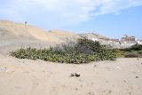 Coccoloba uvifera. Растения после плодоношения. Перу, регион La Libertad, пос. Huanchaco, закреплённые дюны. 24.10.2019.