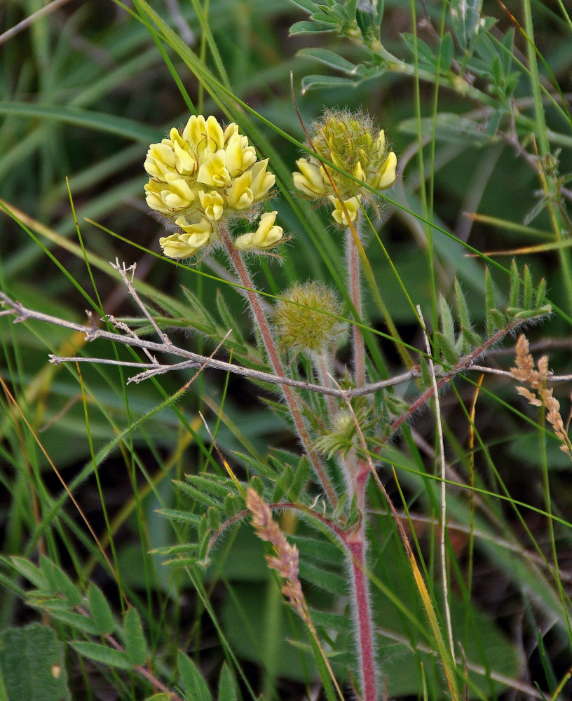 Изображение особи Oxytropis pilosa.