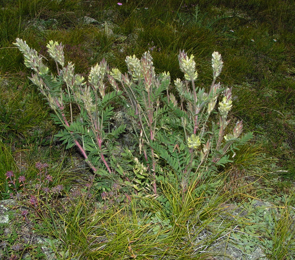 Image of Oxytropis pilosa specimen.