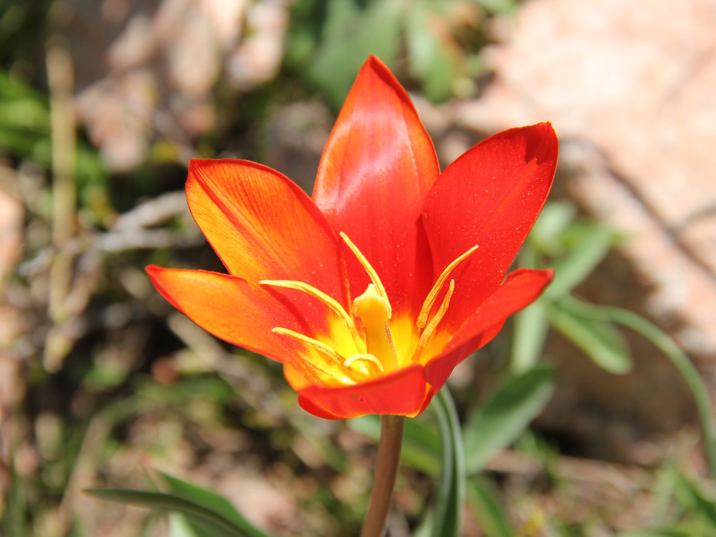 Image of Tulipa tschimganica specimen.