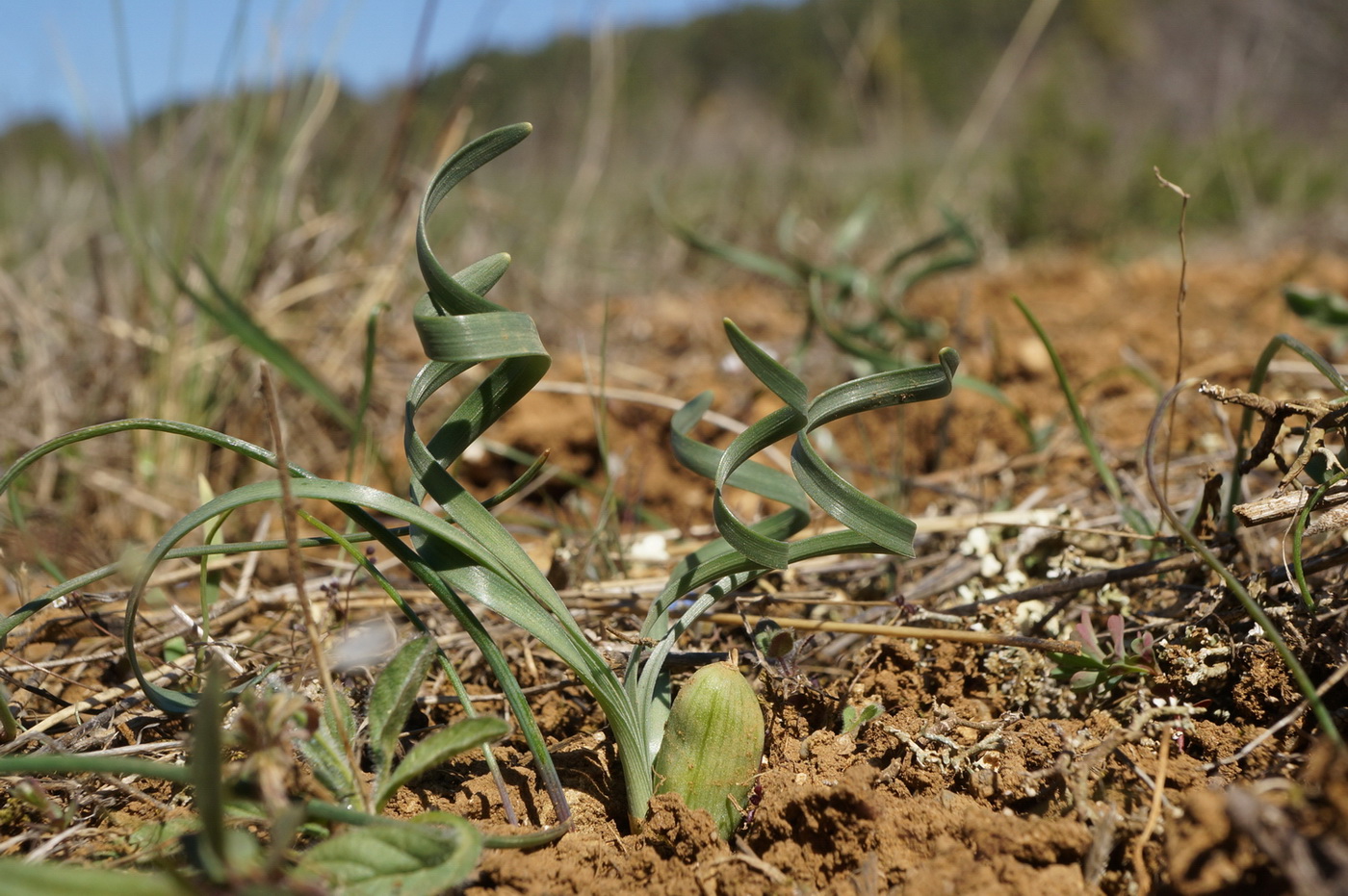 Изображение особи Sternbergia colchiciflora.