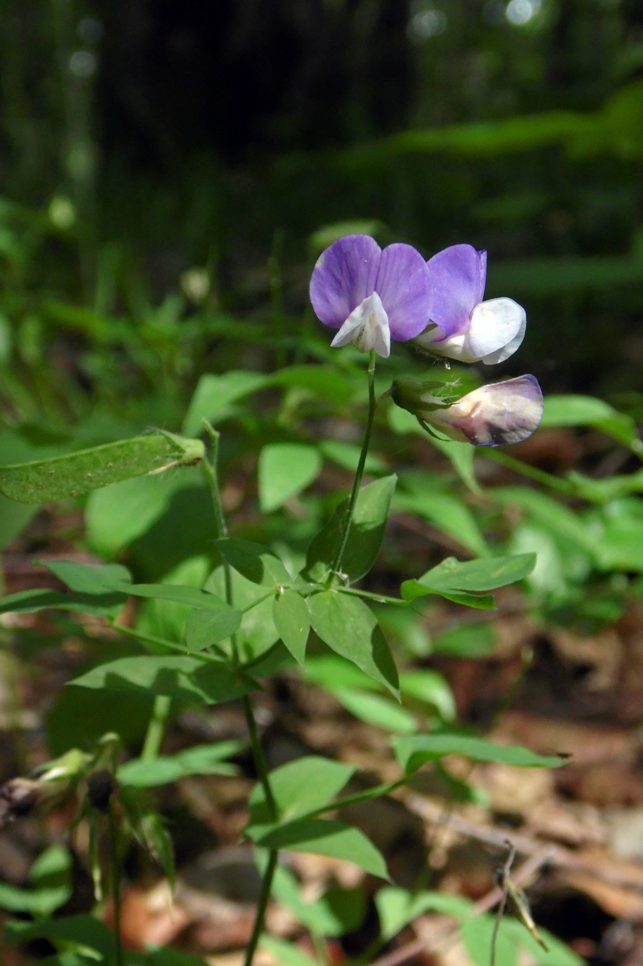 Image of Lathyrus laxiflorus specimen.