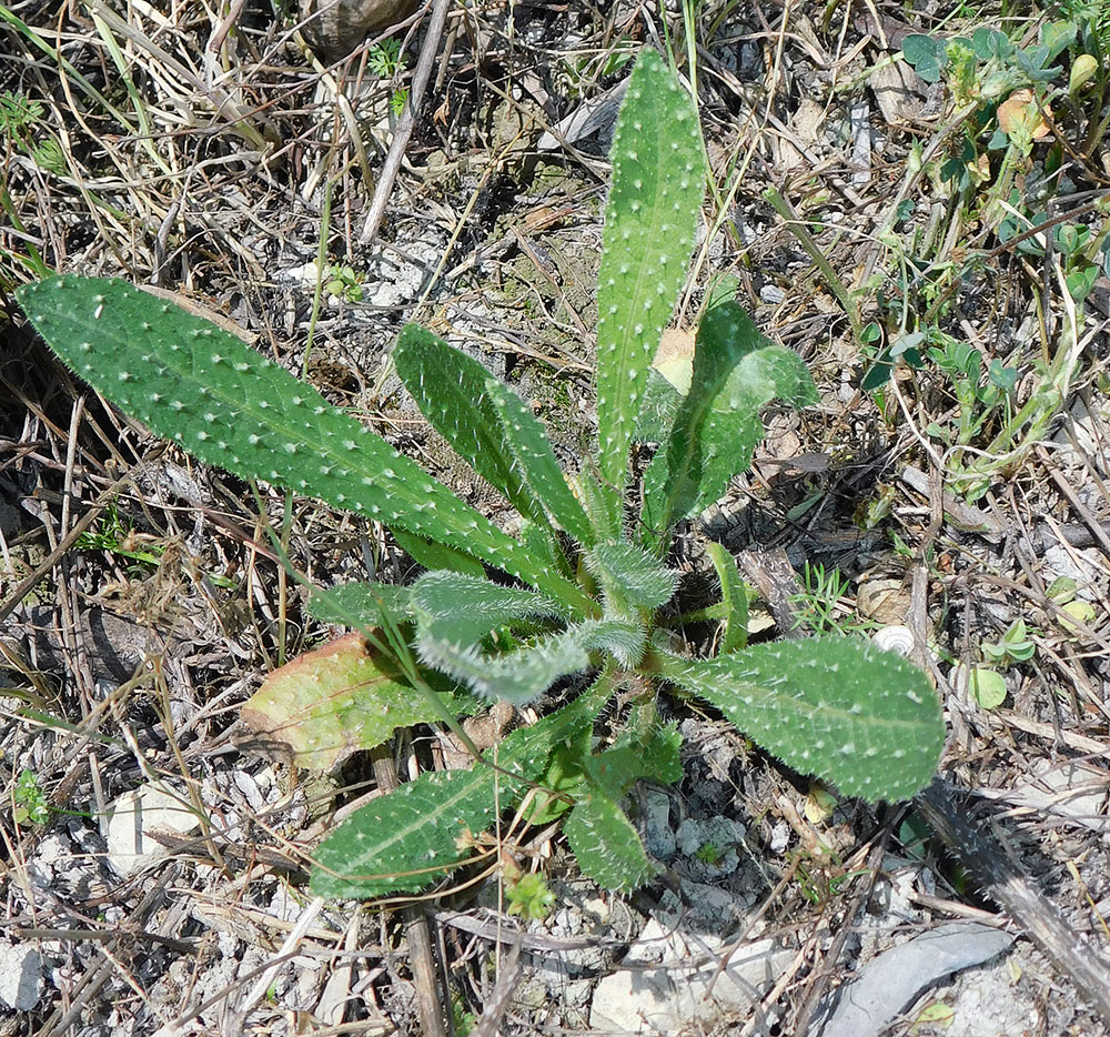 Image of Helminthotheca echioides specimen.