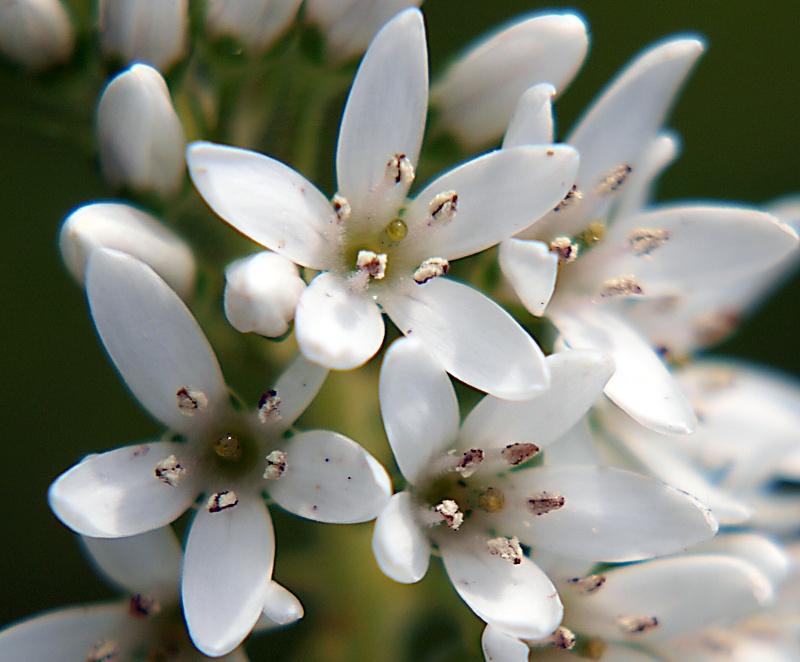 Изображение особи Lysimachia barystachys.