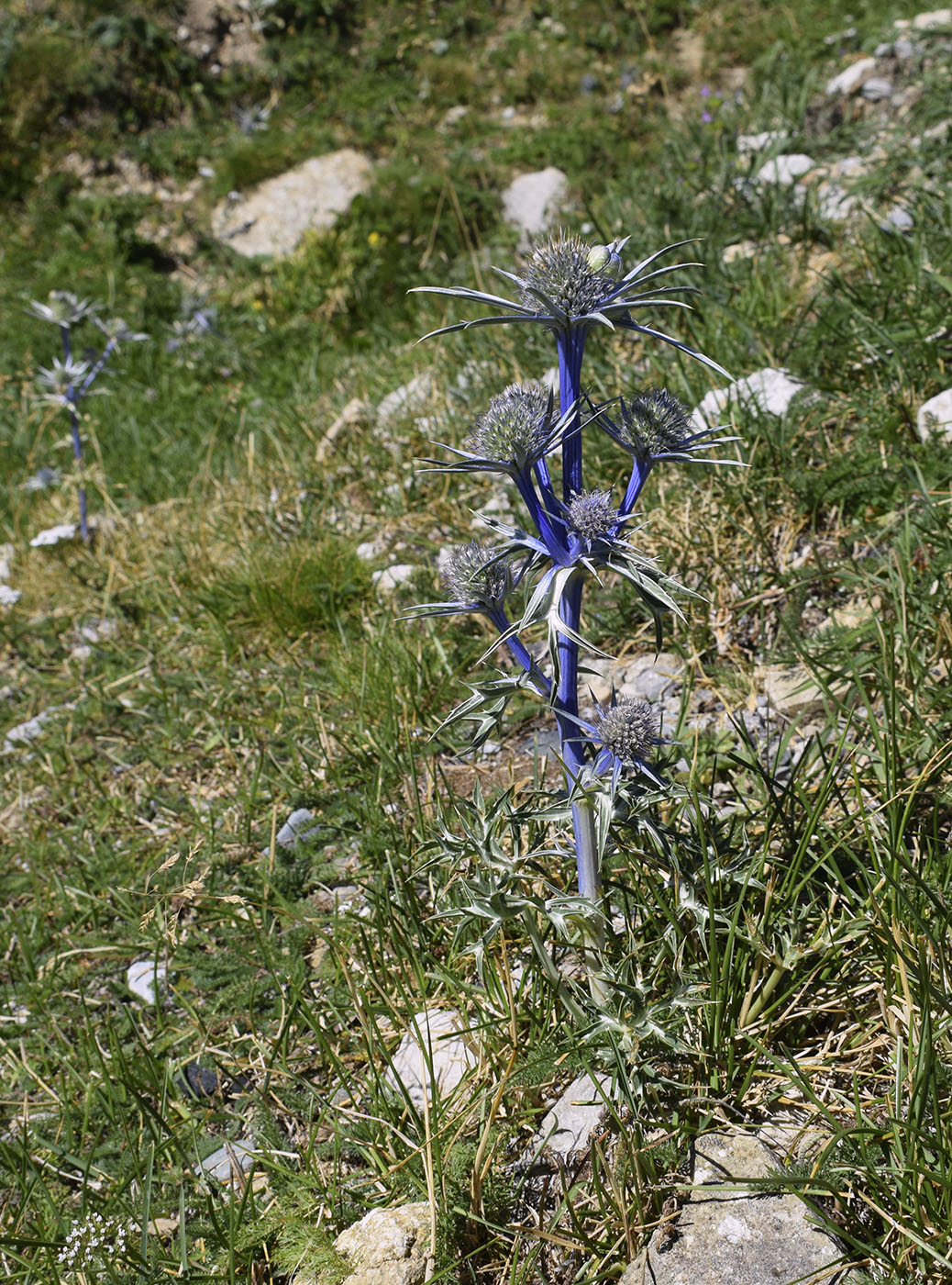 Image of Eryngium bourgatii specimen.