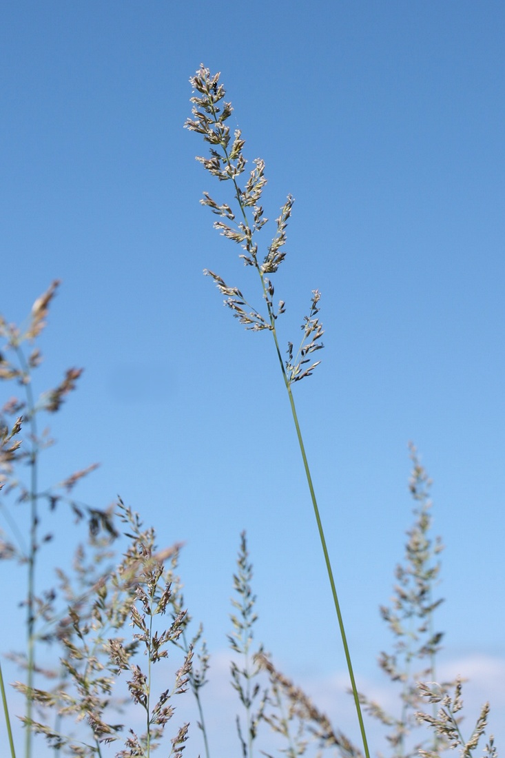 Image of Calamagrostis groenlandica specimen.