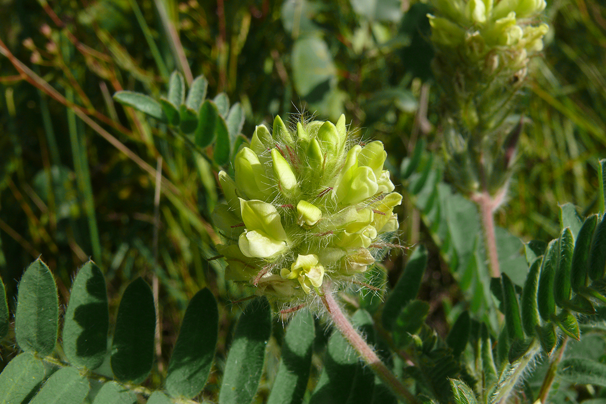 Image of Oxytropis pilosa specimen.