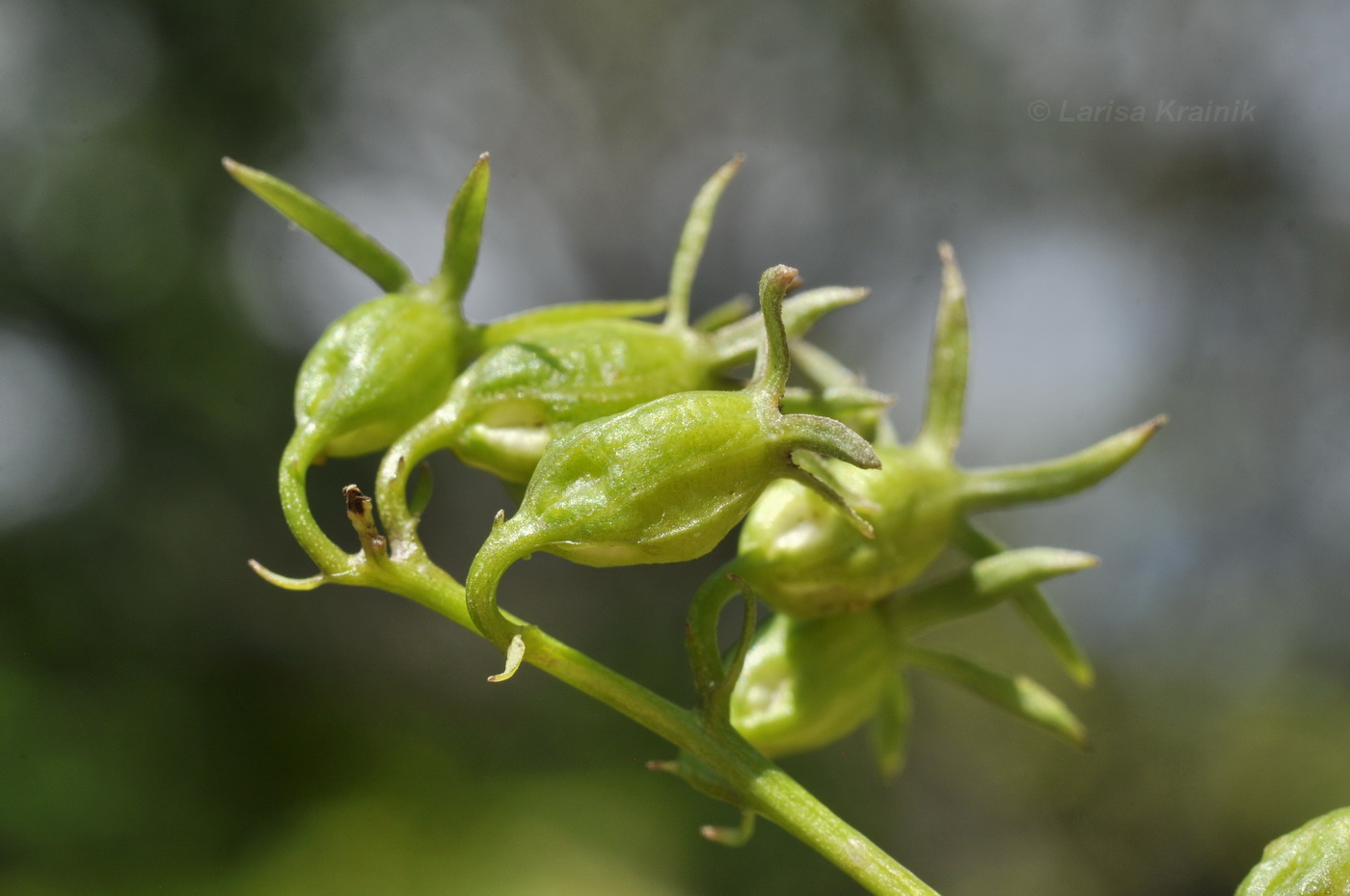 Изображение особи Adenophora pereskiifolia.