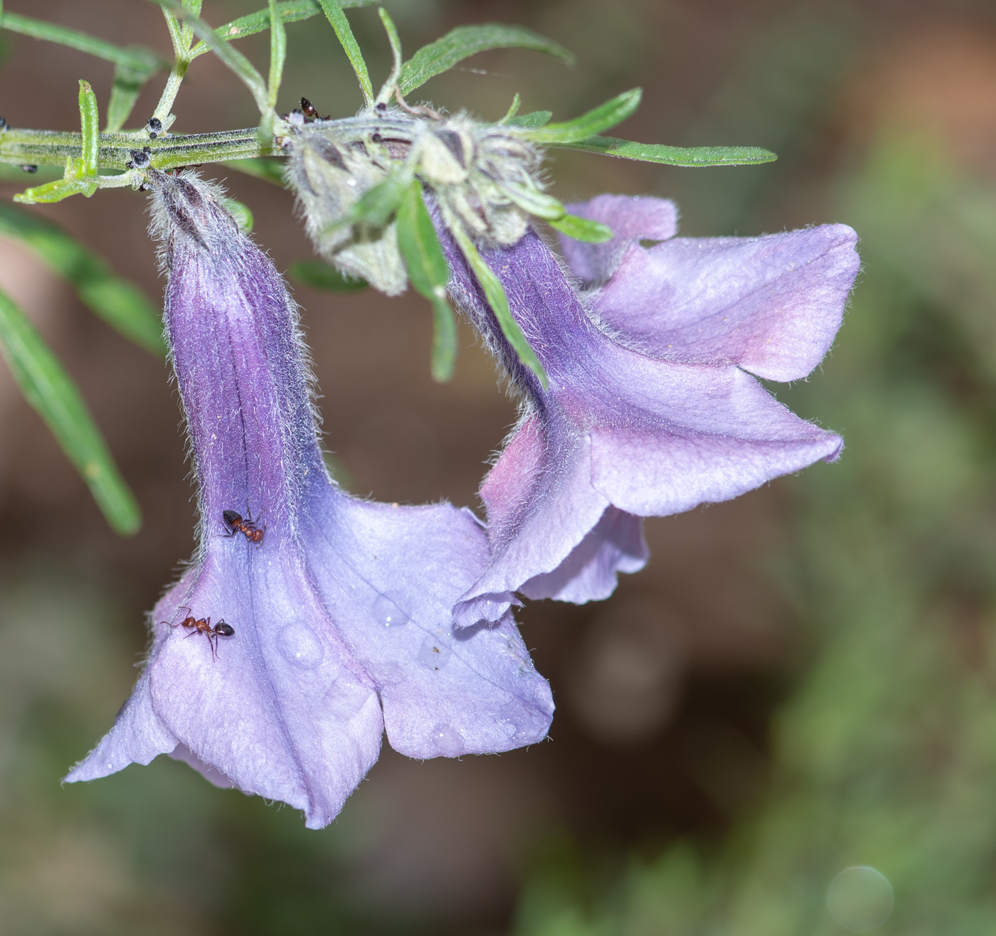 Изображение особи Sesamum triphyllum.