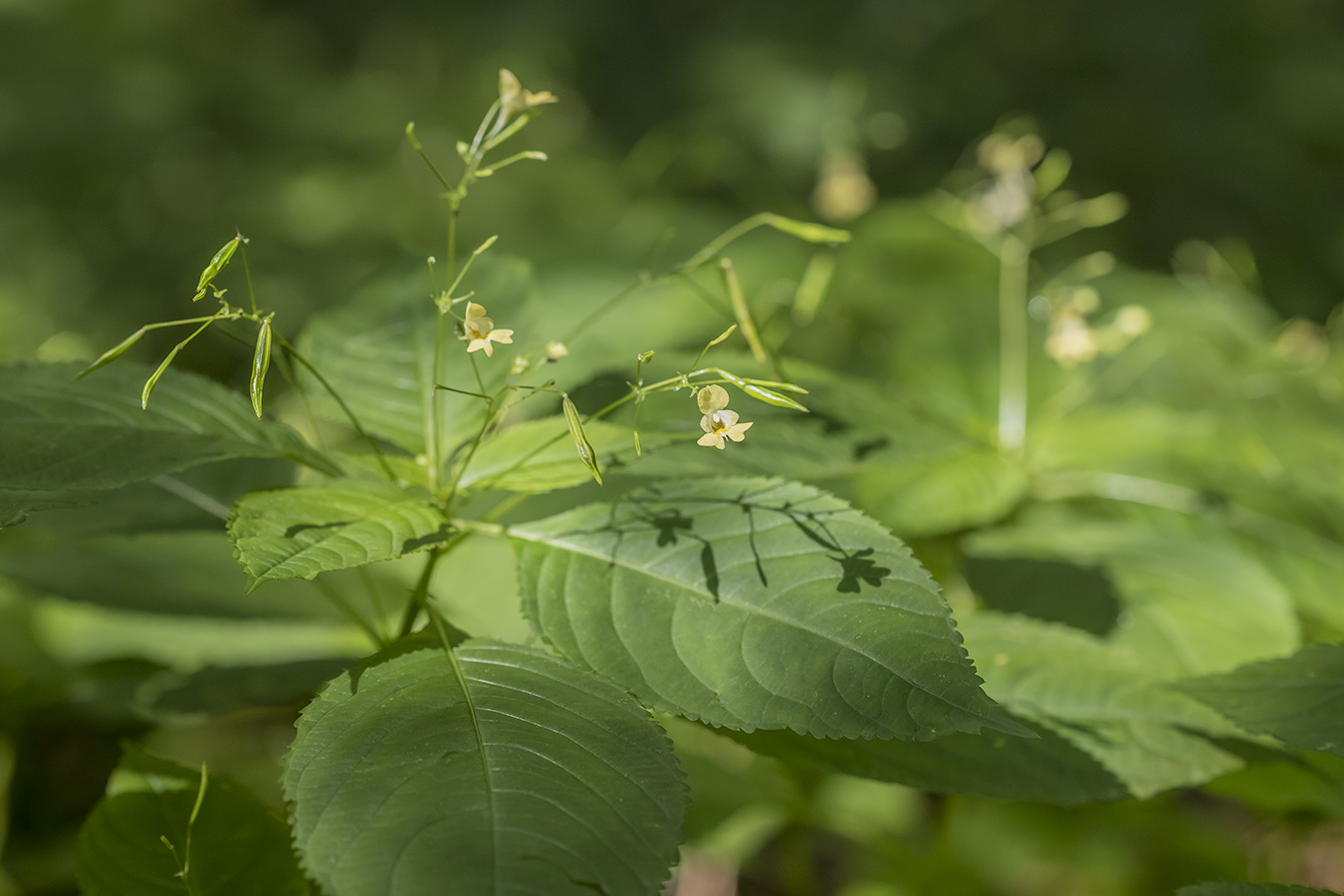 Image of Impatiens parviflora specimen.