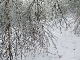 Betula platyphylla. Части крон, обломанных после ледяного дождя. Приморский край, г. Владивосток. 22.11.2020.