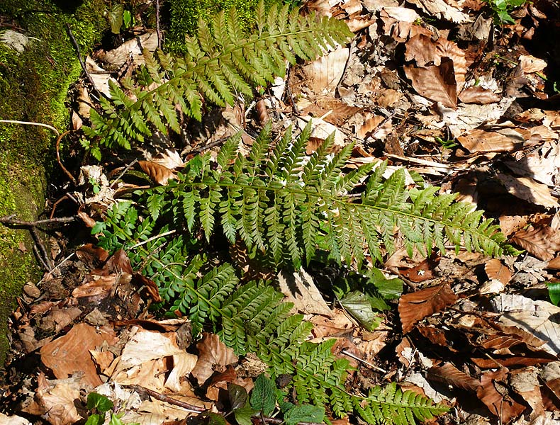 Image of Polystichum aculeatum specimen.