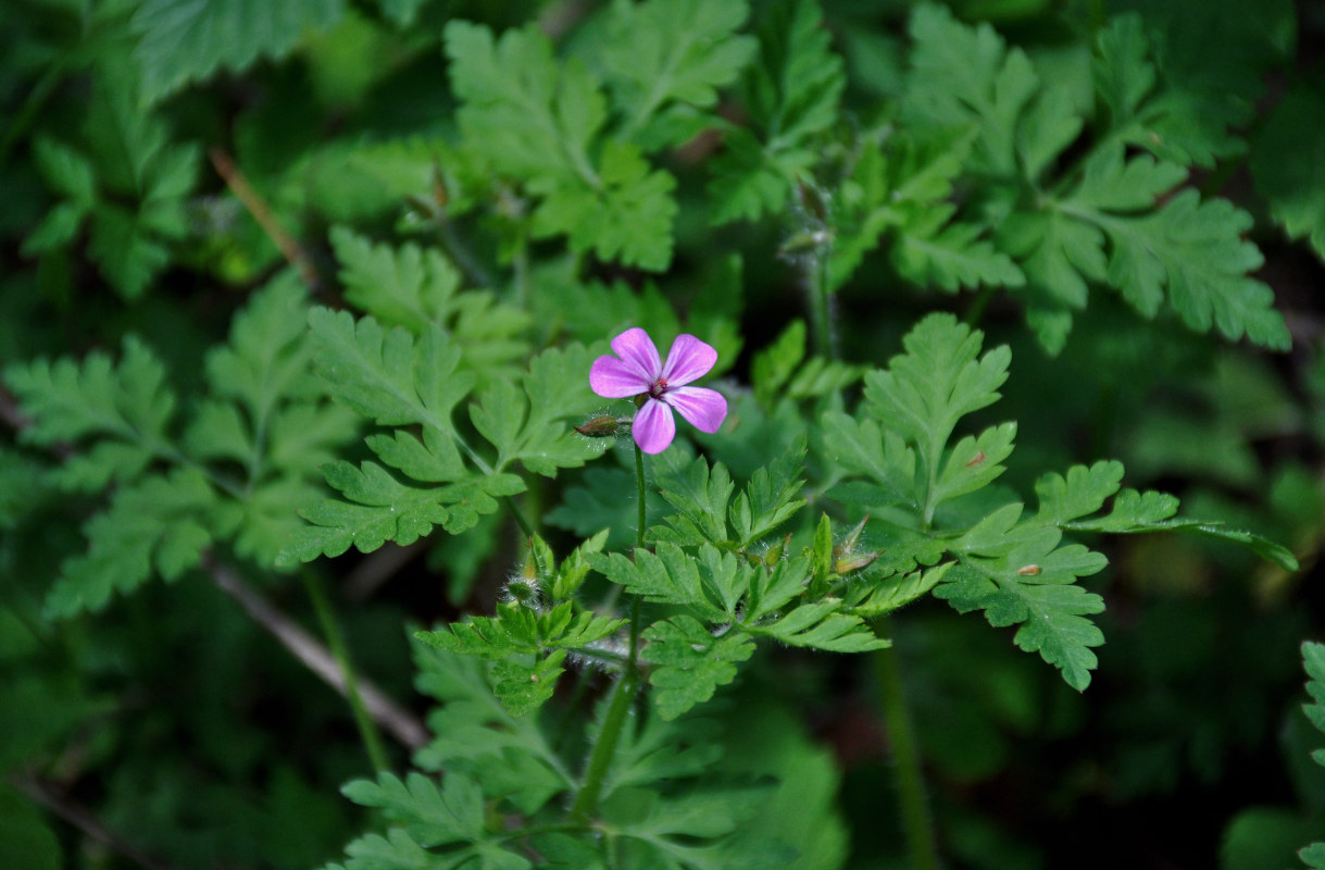 Изображение особи Geranium robertianum.