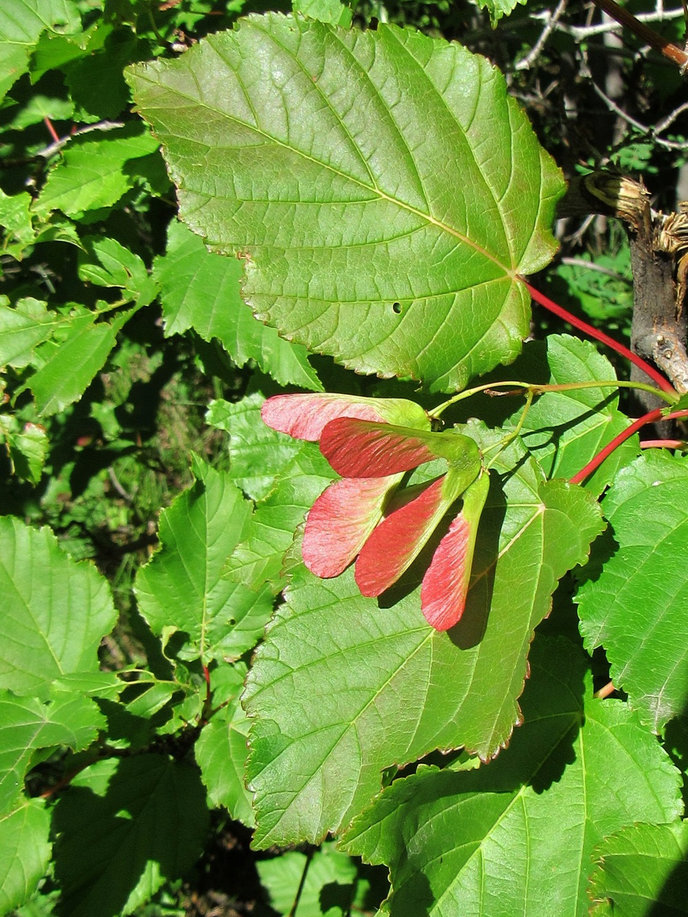 Image of Acer tataricum specimen.