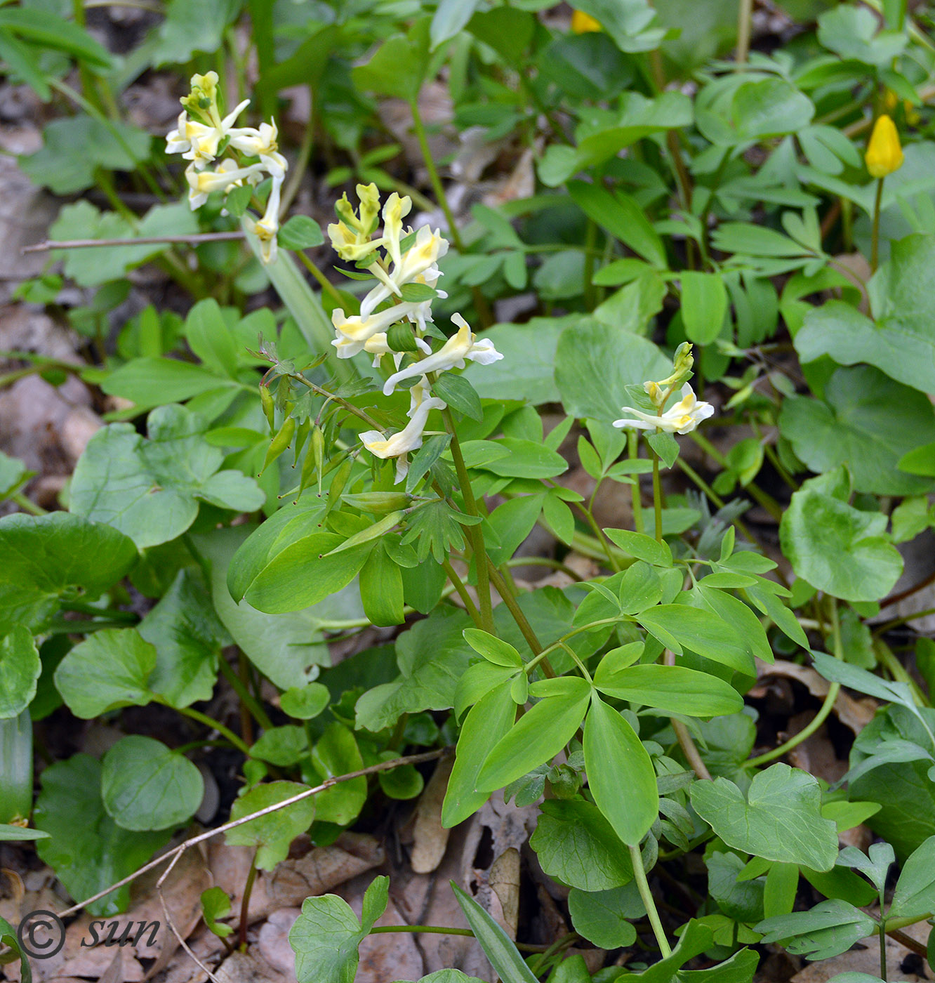 Image of Corydalis marschalliana specimen.