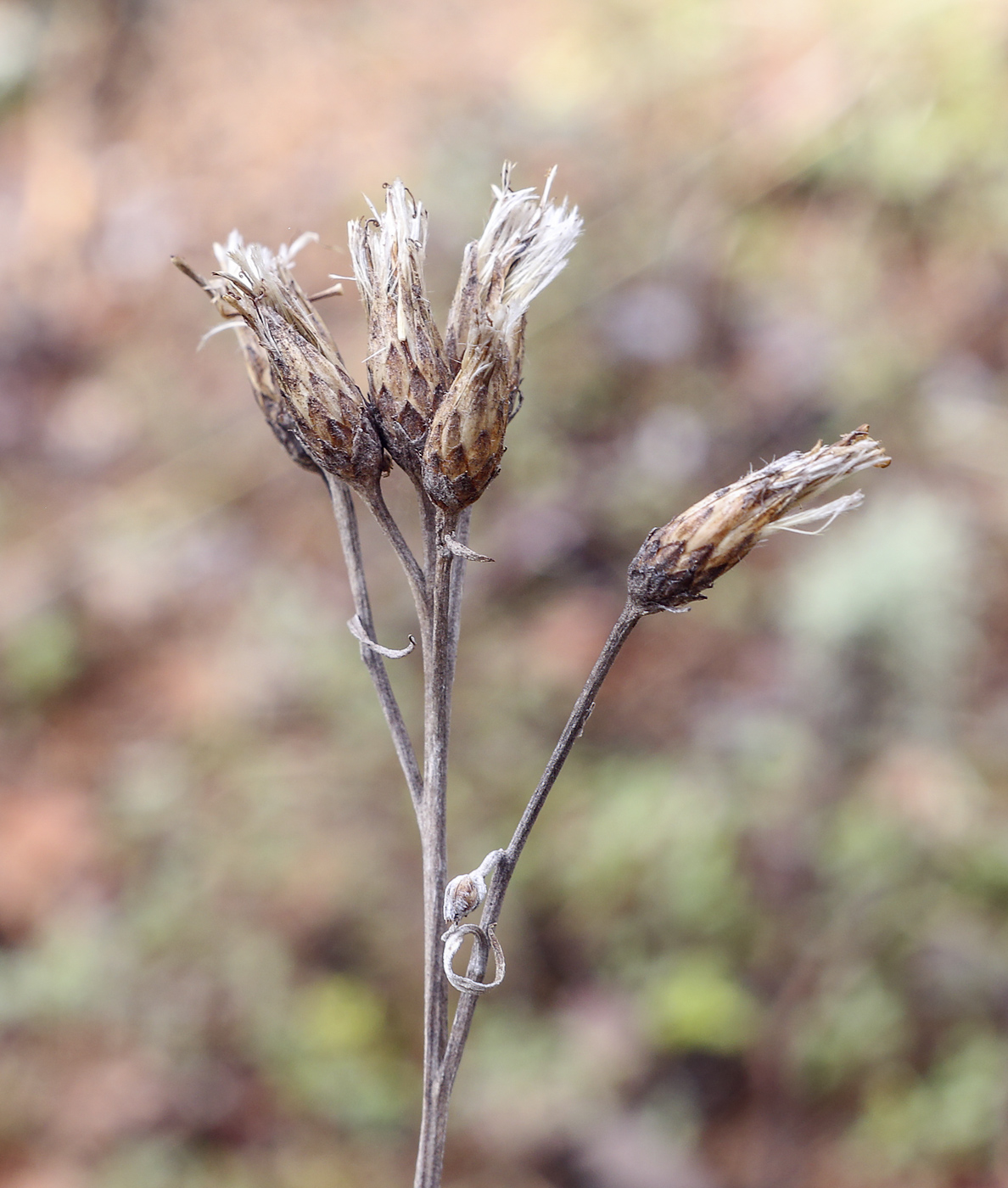 Image of Saussurea controversa specimen.