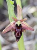 Ophrys &times; aghemanii