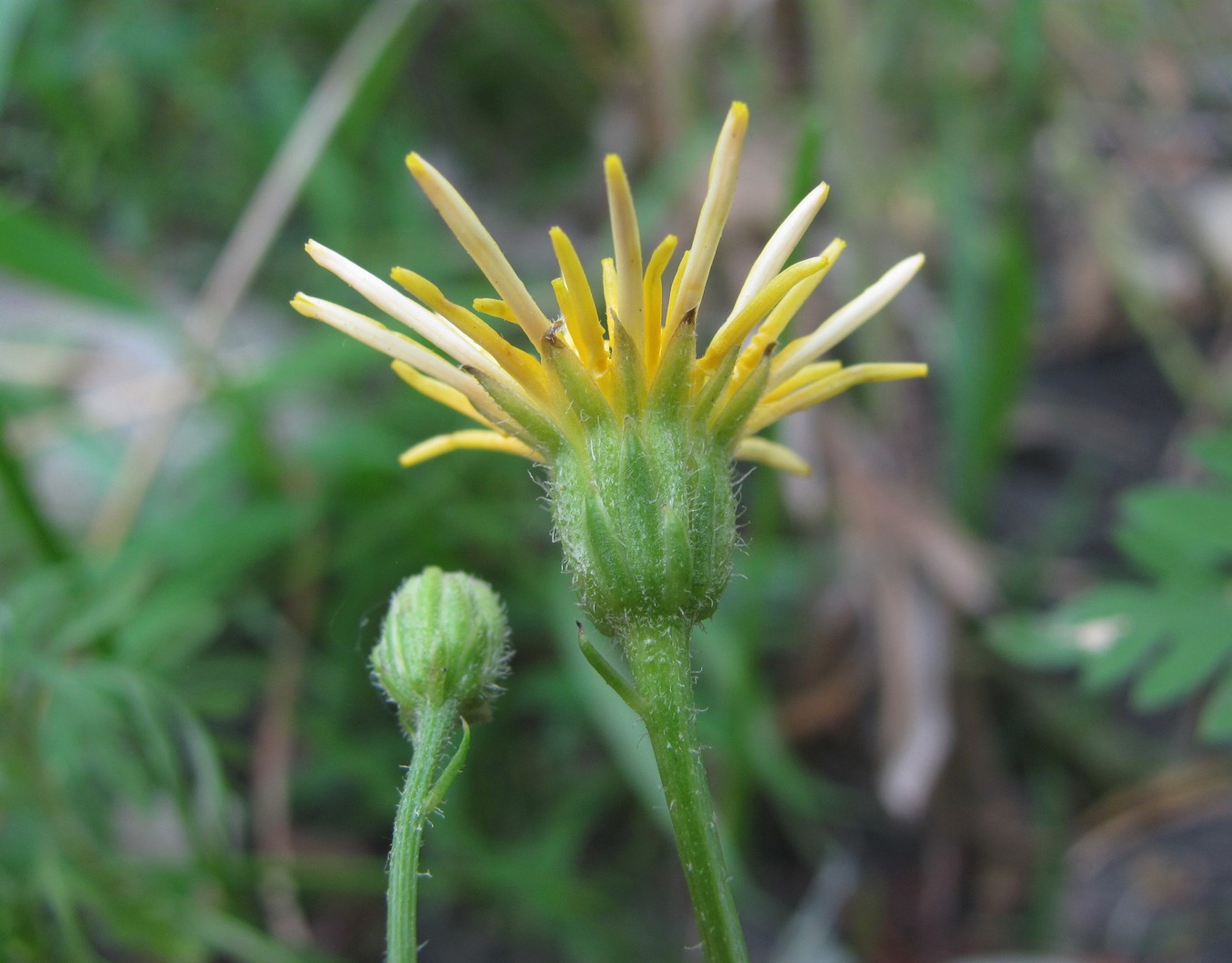 Изображение особи Crepis micrantha.