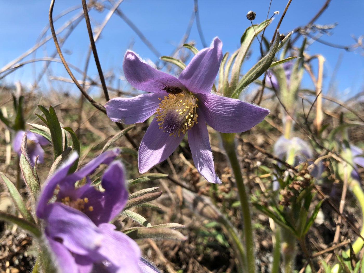 Image of Pulsatilla dahurica specimen.