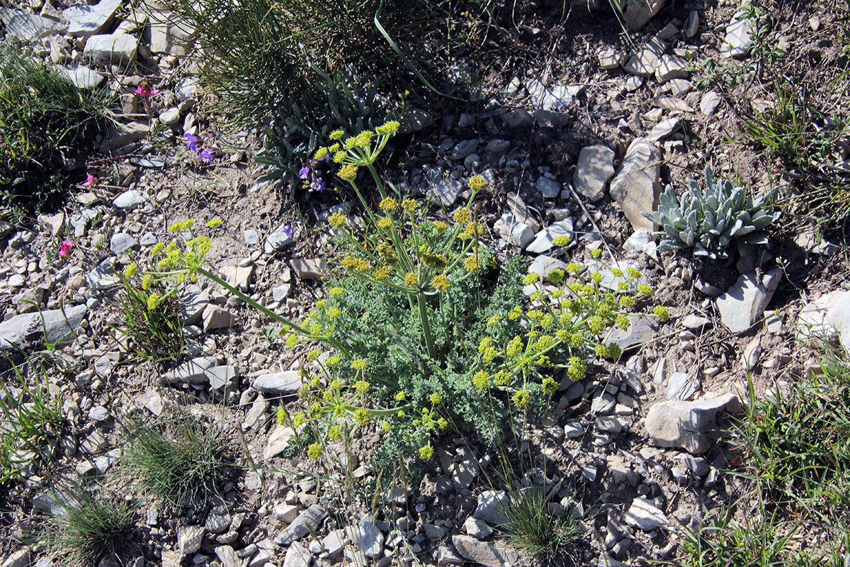 Image of familia Apiaceae specimen.