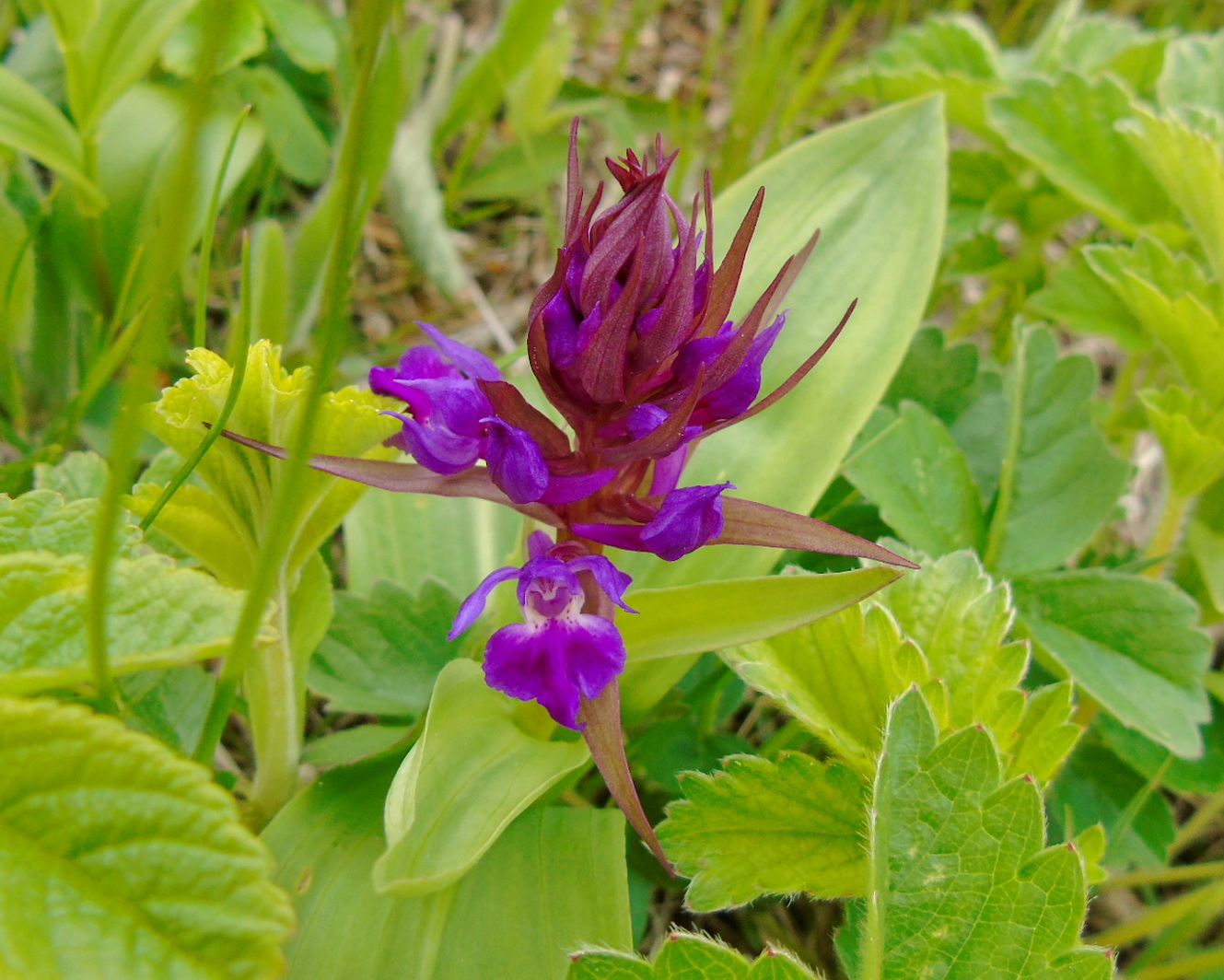 Image of genus Dactylorhiza specimen.