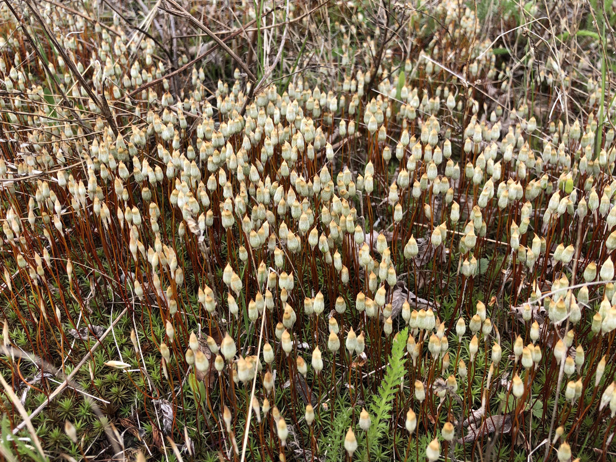 Изображение особи род Polytrichum.