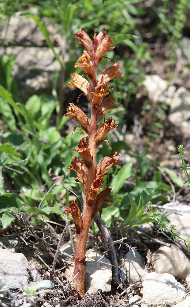 Изображение особи Orobanche alba ssp. xanthostigma.