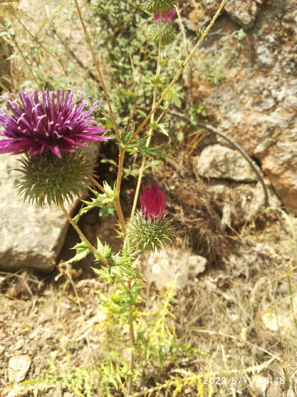 Изображение особи Cousinia coronata.