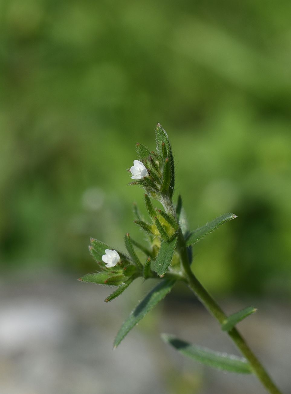 Image of Buglossoides arvensis specimen.