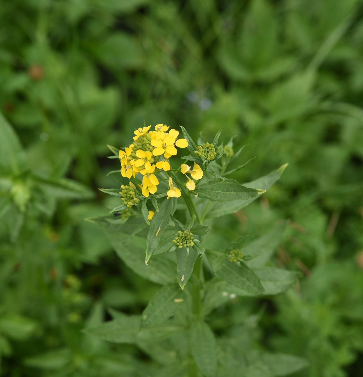 Image of genus Erysimum specimen.