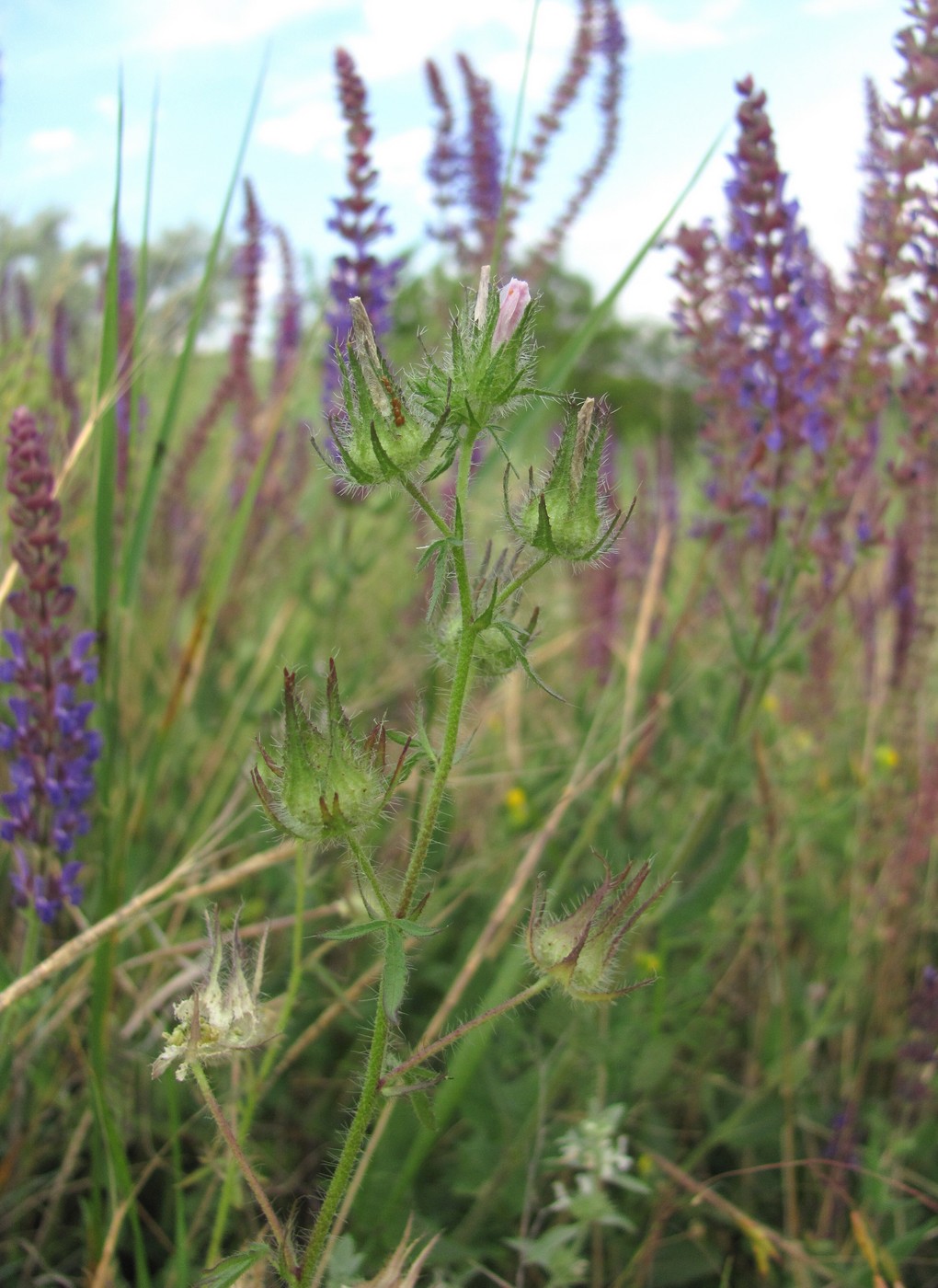 Image of Malva setigera specimen.