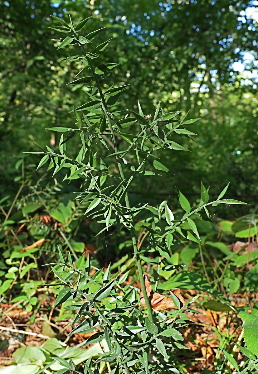 Изображение особи Ruscus aculeatus.