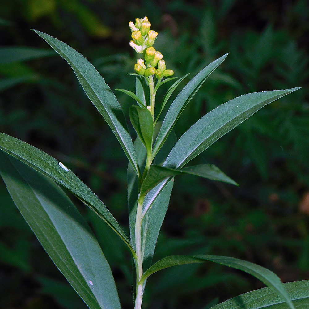 Изображение особи Solidago gigantea.