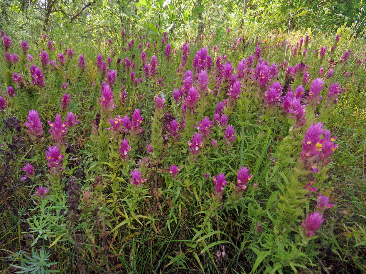 Image of Melampyrum arvense specimen.