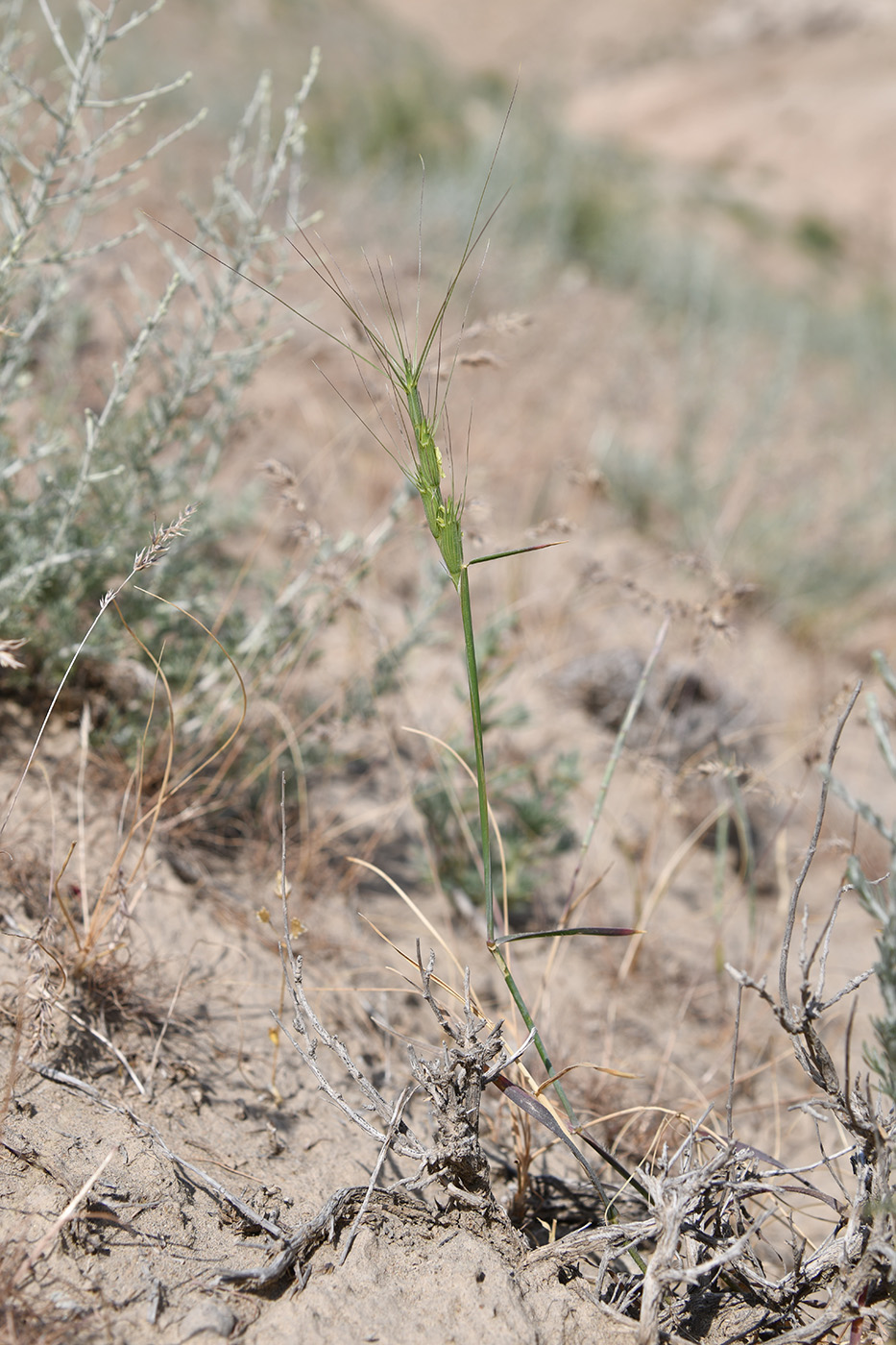 Image of Aegilops triuncialis specimen.