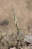 Delphinium rugulosum. Цветущее растение. Узбекистан, Наманганская обл., Папский р-н, 15 км СЗЗ г. Пап, глинистый склон. 20 мая 2023 г.