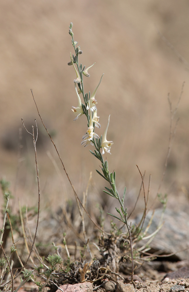 Image of Delphinium rugulosum specimen.