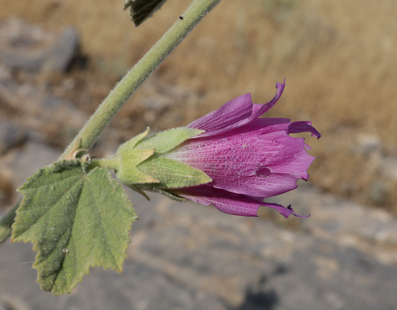 Изображение особи Alcea rhyticarpa.