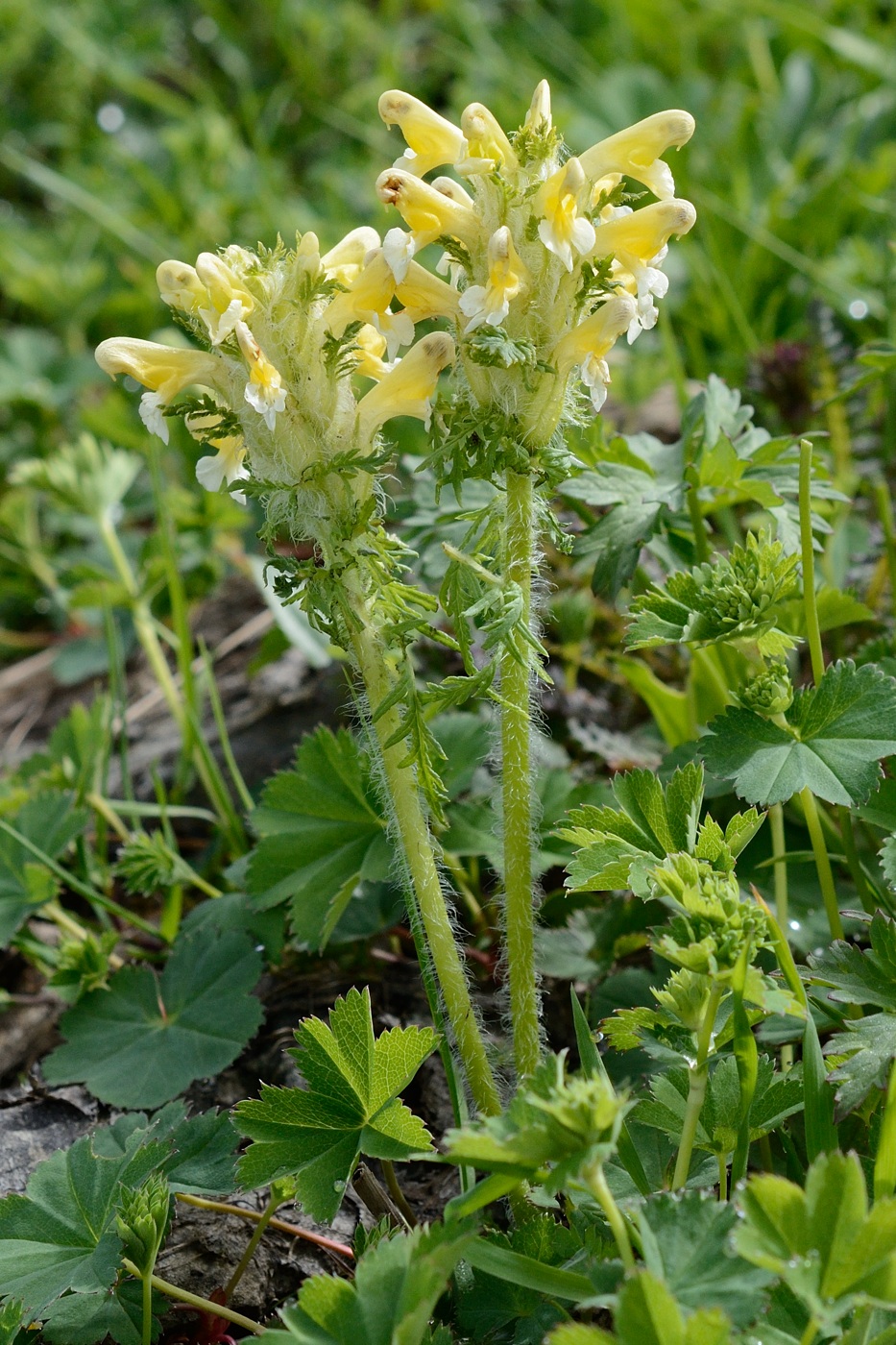 Image of Pedicularis condensata specimen.