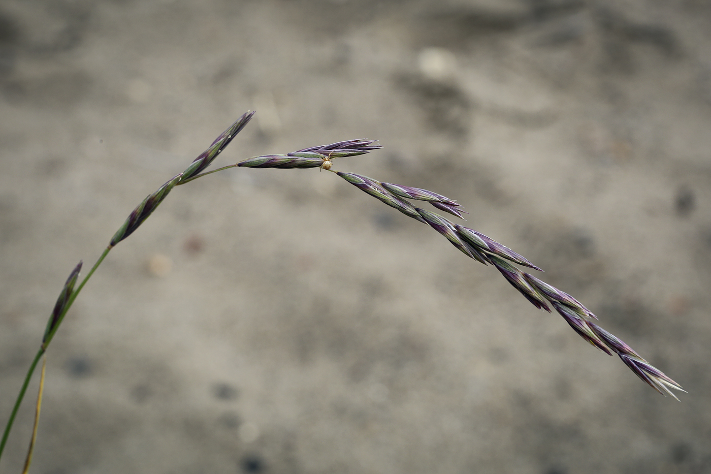 Изображение особи семейство Poaceae.